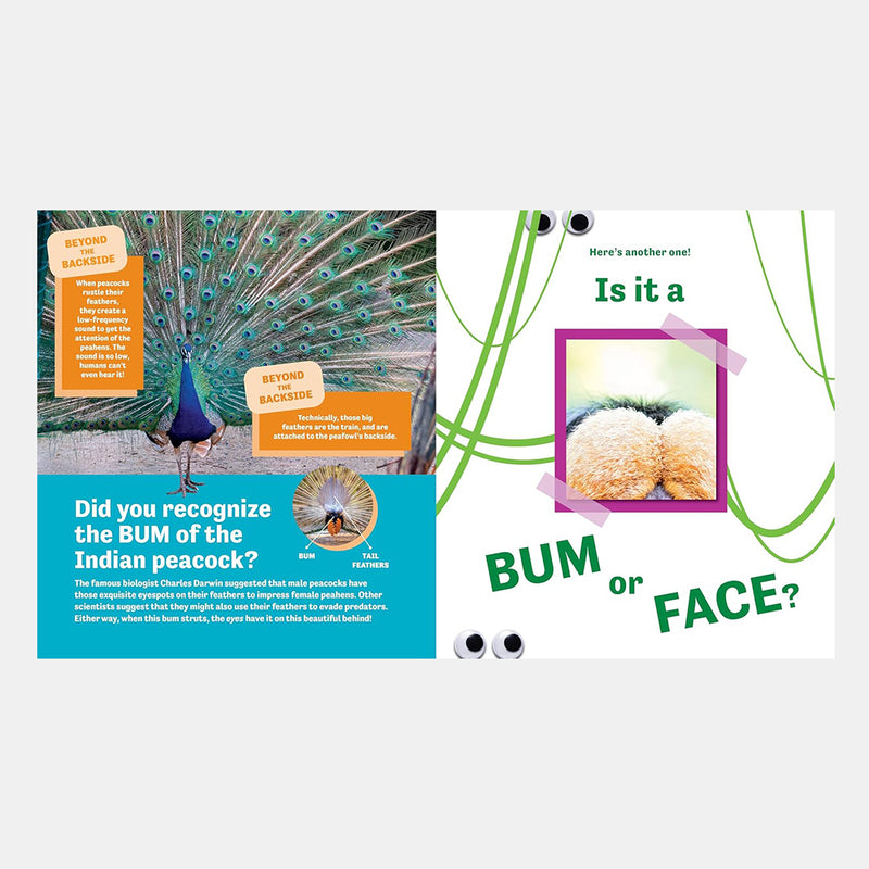Bum or Face? Revenge of the Bums