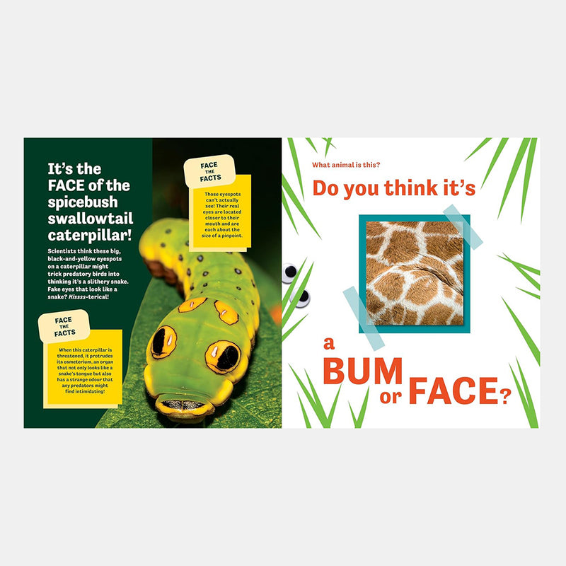 Bum or Face? Revenge of the Bums